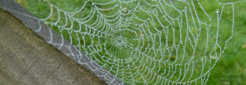 Dewdrops on spider's web